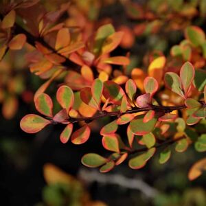 Berberis thunbergii 30-40 cm